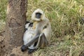 Baby Gray Langur Cuddling with Mom Royalty Free Stock Photo